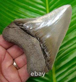 TOP 1 % MEGALODON SHARK TOOTH 4 & 5/16 in. BEST of the BEST REAL FOSSIL