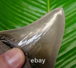 TOP 1 % MEGALODON SHARK TOOTH 4 & 5/16 in. BEST of the BEST REAL FOSSIL