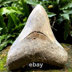 TOP 3.9 Fossil Megalodon Shark Tooth Indonesia