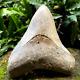 Top 3.9 Fossil Megalodon Shark Tooth Indonesia