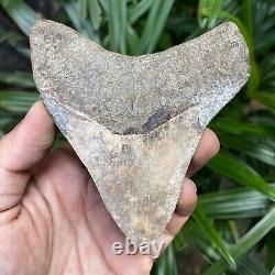 TOP 3.9 Fossil Megalodon Shark Tooth Indonesia