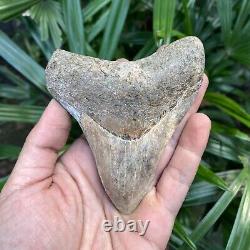 TOP 3.9 Fossil Megalodon Shark Tooth Indonesia