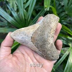 TOP 3.9 Fossil Megalodon Shark Tooth Indonesia