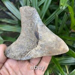 TOP 3.9 Fossil Megalodon Shark Tooth Indonesia