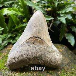 TOP 3.9 Fossil Megalodon Shark Tooth Indonesia