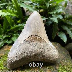 TOP 3.9 Fossil Megalodon Shark Tooth Indonesia