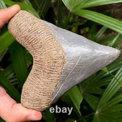 TOP 4.3 Fossil Megalodon Shark Tooth Indonesia Black Megalodon Tooth