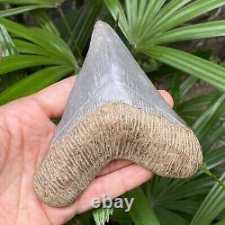 TOP 4.3 Fossil Megalodon Shark Tooth Indonesia Black Megalodon Tooth