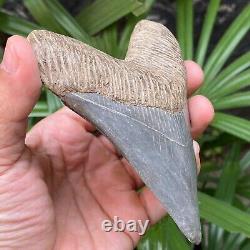 TOP 4.3 Fossil Megalodon Shark Tooth Indonesia Black Megalodon Tooth