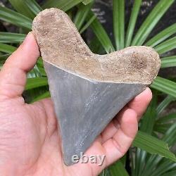 TOP 4.3 Fossil Megalodon Shark Tooth Indonesia Black Megalodon Tooth