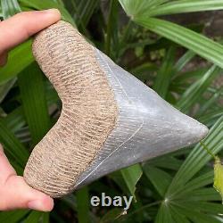 TOP 4.3 Fossil Megalodon Shark Tooth Indonesia Black Megalodon Tooth