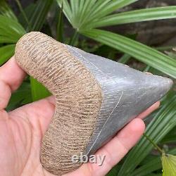 TOP 4.3 Fossil Megalodon Shark Tooth Indonesia Black Megalodon Tooth