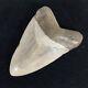 Top Huge 6 Fossil Megalodon Shark Tooth Indonesia White Megalodon Tooth