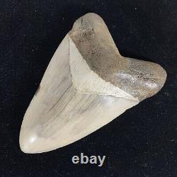 TOP HUGE 6 Fossil Megalodon Shark Tooth Indonesia White Megalodon Tooth