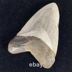 TOP HUGE 6 Fossil Megalodon Shark Tooth Indonesia White Megalodon Tooth