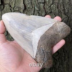 TOP HUGE 6 Fossil Megalodon Shark Tooth Indonesia White Megalodon Tooth