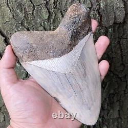 TOP HUGE 6 Fossil Megalodon Shark Tooth Indonesia White Megalodon Tooth