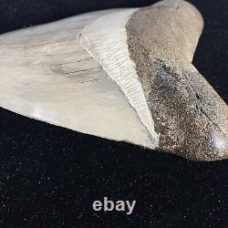 TOP HUGE 6 Fossil Megalodon Shark Tooth Indonesia White Megalodon Tooth