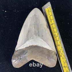 TOP HUGE 6 Fossil Megalodon Shark Tooth Indonesia White Megalodon Tooth