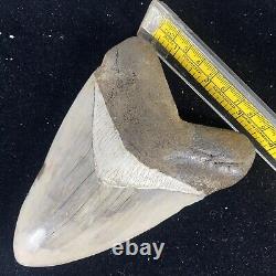 TOP HUGE 6 Fossil Megalodon Shark Tooth Indonesia White Megalodon Tooth