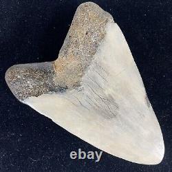 TOP HUGE 6 Fossil Megalodon Shark Tooth Indonesia White Megalodon Tooth