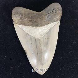 TOP HUGE 6 Fossil Megalodon Shark Tooth Indonesia White Megalodon Tooth