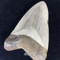 TOP HUGE 6 Fossil Megalodon Shark Tooth Indonesia White Megalodon Tooth