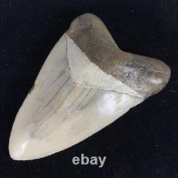 TOP HUGE 6 Fossil Megalodon Shark Tooth Indonesia White Megalodon Tooth