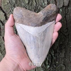 TOP HUGE 6 Fossil Megalodon Shark Tooth Indonesia White Megalodon Tooth