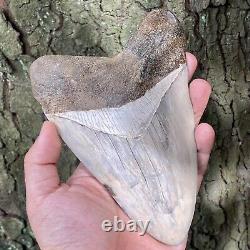 TOP HUGE 6 Fossil Megalodon Shark Tooth Indonesia White Megalodon Tooth