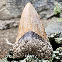 TOP Natural 3.4 Megalodon Shark Tooth Serrated Fossil Natural Indonesia