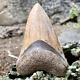 Top Natural 3.4 Megalodon Shark Tooth Serrated Fossil Natural Indonesia