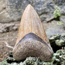 TOP Natural 3.4 Megalodon Shark Tooth Serrated Fossil Natural Indonesia