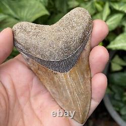 TOP Natural 3.4 Megalodon Shark Tooth Serrated Fossil Natural Indonesia