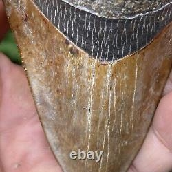 TOP Natural 3.4 Megalodon Shark Tooth Serrated Fossil Natural Indonesia