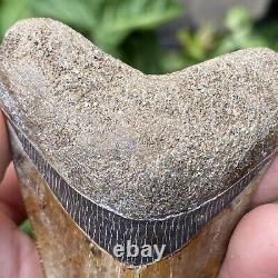 TOP Natural 3.4 Megalodon Shark Tooth Serrated Fossil Natural Indonesia