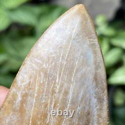 TOP Natural 3.4 Megalodon Shark Tooth Serrated Fossil Natural Indonesia