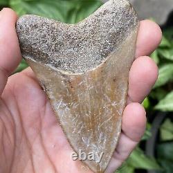 TOP Natural 3.4 Megalodon Shark Tooth Serrated Fossil Natural Indonesia