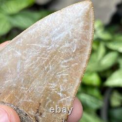 TOP Natural 3.4 Megalodon Shark Tooth Serrated Fossil Natural Indonesia