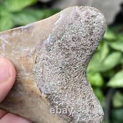 TOP Natural 3.4 Megalodon Shark Tooth Serrated Fossil Natural Indonesia