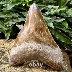 TOP Natural 5.5 Fossil Megalodon Shark Tooth Indonesia Megalodon Tooth