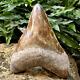 Top Natural 5.5 Fossil Megalodon Shark Tooth Indonesia Megalodon Tooth