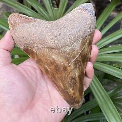 TOP Natural 5.5 Fossil Megalodon Shark Tooth Indonesia Megalodon Tooth