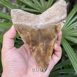 TOP Natural 5.5 Fossil Megalodon Shark Tooth Indonesia Megalodon Tooth