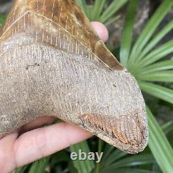 TOP Natural 5.5 Fossil Megalodon Shark Tooth Indonesia Megalodon Tooth