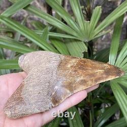 TOP Natural 5.5 Fossil Megalodon Shark Tooth Indonesia Megalodon Tooth