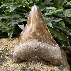 TOP Natural 5.5 Fossil Megalodon Shark Tooth Indonesia Megalodon Tooth