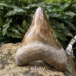 TOP Natural 5.5 Fossil Megalodon Shark Tooth Indonesia Megalodon Tooth