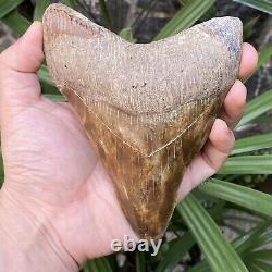 TOP Natural 5.5 Fossil Megalodon Shark Tooth Indonesia Megalodon Tooth