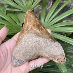 TOP Natural 5.5 Fossil Megalodon Shark Tooth Indonesia Megalodon Tooth